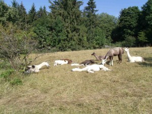 Alb-Lamas Heidepflege